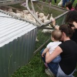 Polyface - Pastured Poultry Joey and Charlotte and the Polyface chickens
