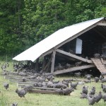 Polyface Farms "The Right Way"