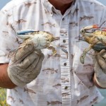 MarylandCrabber-Shutterstock-8212-thumb-620xauto-43264